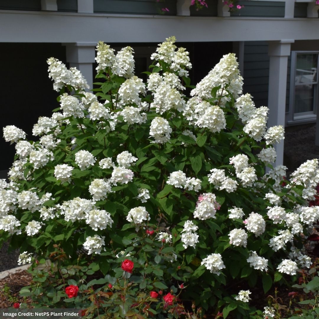Hydrangea Paniculata – Fire Light – #3 Container